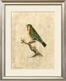 Selby Birds II Prints by Prideaux John Selby
