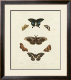 Butterflies III Prints by George Wolfgang Knorr