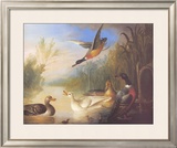 Waterfowl in a Landscape Prints by Marmaduke Cradock