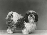 Wang Poo of Taishan Owner: Brownrigg Photographic Print