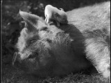 A Sleeping Old Sow and Her Wee Piglet, Perched on Her Neck! Photographic Print