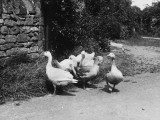 A Group of Geese in a Farmyard at Child's Wickham, Worcestershire, England Photographic Print