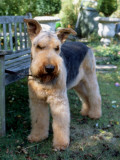 An Airedale Terrier in a Garden in Surrey Photographic Print by Vanessa Wagstaff