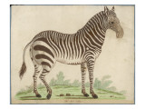 Zebra Giclee Print
