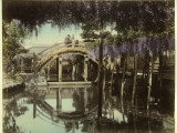 Wisteria at Kameido, Tokyo, Japan Photographic Print by Pump Park
