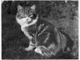 This Large Tabby Cat Sits Comfortably in the Garden Enjoying the Sun Photographic Print
