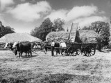 Working Oxen on Farm Photographic Print