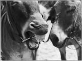 A Good Joke' or 'Oh George, You are a One!' - a Laughing Donkey! Photographic Print