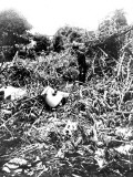 The Wreckage of a German Zeppelin Shot Down over Essex Photographic Print