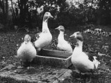 A Study of Four Geese around a Bird Bath Photographic Print