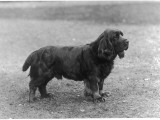 Champion Okimat of Four Clovers Owned by Scholfield Photographic Print