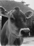 Close-Up of a Cow's Head, Probably of the Jersey Breed Photographic Print by Henry Grant