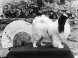 Champion Riu Gu Yama Kiko Owned by Crawford. Photographed on a Table with a Japanese Fan Photographic Print