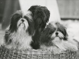 Sing Tzu of Shebo, Shebo Schunde of Hing-Joa and Shebo Tsemo of Lhakang. Owned by Bode Photographic Print