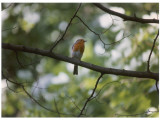 Robin Watching a Gardener Photographic Print
