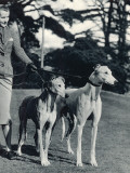 A Smart Young Woman Taking Two Magnificent, Muscular Greyhounds for their Daily Exercise Photographic Print A Smart Young Woman Taking Two Magnificent, Muscular Greyhounds for their Daily Exercise Photographic Print
