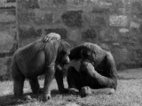 Orang Utan Pals Photographic Print