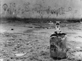 Puppy and Old Dustbin - Manchester 1967 Photographic Print by Shirley Baker