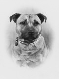 Champion Golden Boy of Essira Owner: Weller Photographic Print