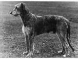 Champion Felixtowe Gelert Photographic Print