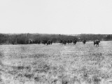 Retiring German Cavalry WWI Photographic Print by Robert Hunt