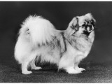 Champion Twinley Tarantella Photographic Print