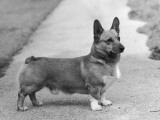 Pembroke Welsh Corgi, CH Knowland Clipper Photographic Print