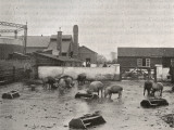 Holborn Union Workhouse Farm and Gas Works, Mitcham Photographic Print by Peter Higginbotham