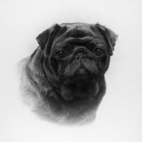 Champion Banchory Lace Owned and Bred by Lorna, Countess Howe Photographic Print