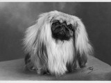 Champion Caversham Ku Ku of Yam. Owned by Lunham and De Pledge Photographic Print