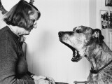 Barbara Woodhouse and Dog Photographic Print