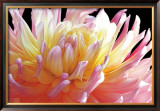 Dahlia Pôsters por Amalia Veralli Dahlia Pôsters por Amalia Veralli