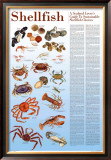 A Seafood Lover's Guide to Sustainable Shellfish Choices Posters by Brenda Gillespie