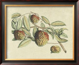 Botanical IV Print by Van Rheet 
