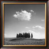 Cypress Trees Poster by Jean Miele
