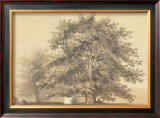 American Sycamore Posters by Able Hotchkiss
