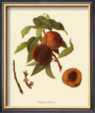 Prunus Persica Posters