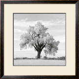 Oak Tree Prints by Jean Miele