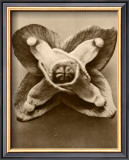 Sepia Botany Study V Prints by Karl Blossfeldt