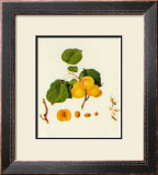 Prunus Armeniaca Posters