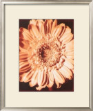 Beautiful Flower I Posters por Gerard Van Hal