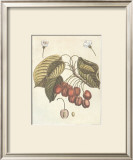 French Fruit Plate, Cherries Poster