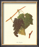 Vitis Vinifera Prints