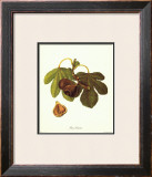 Ficus Carica Prints