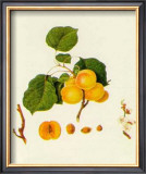 Prunus Armeniaca Posters