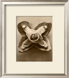 Sepia Botany Study V Prints by Karl Blossfeldt