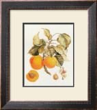 Abricot Peche Posters
