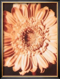 Beautiful Flower I Posters por Gerard Van Hal