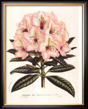 Pink Rhododendron I Prints by Francois Van Houtte
