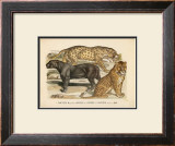 Animaux d'Afrique, Panthere Prints